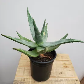 1 gal aloe ferox