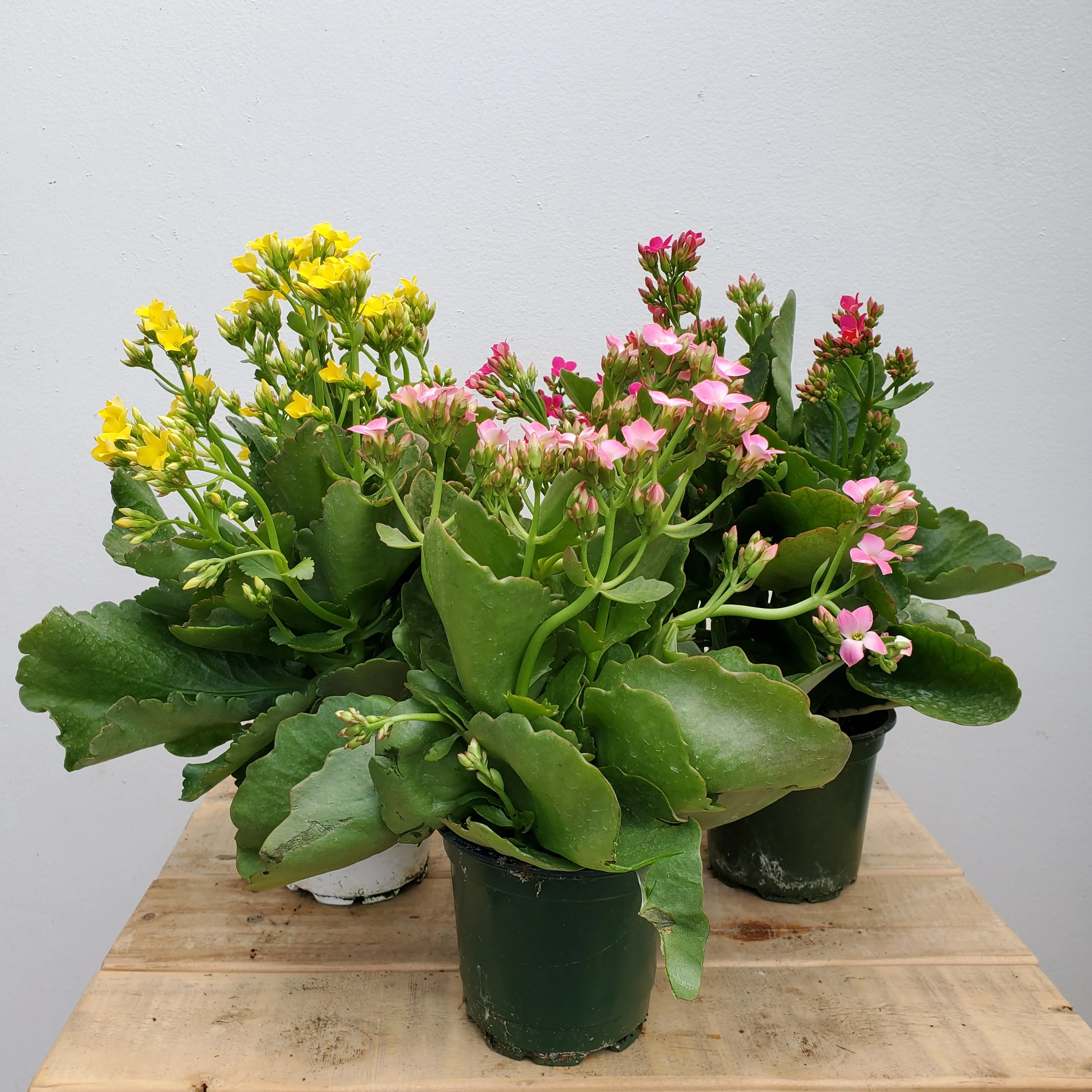 4.5" kalanchoe asst