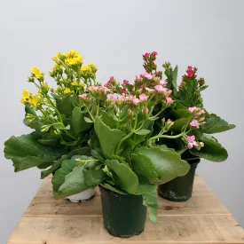 4.5" kalanchoe asst