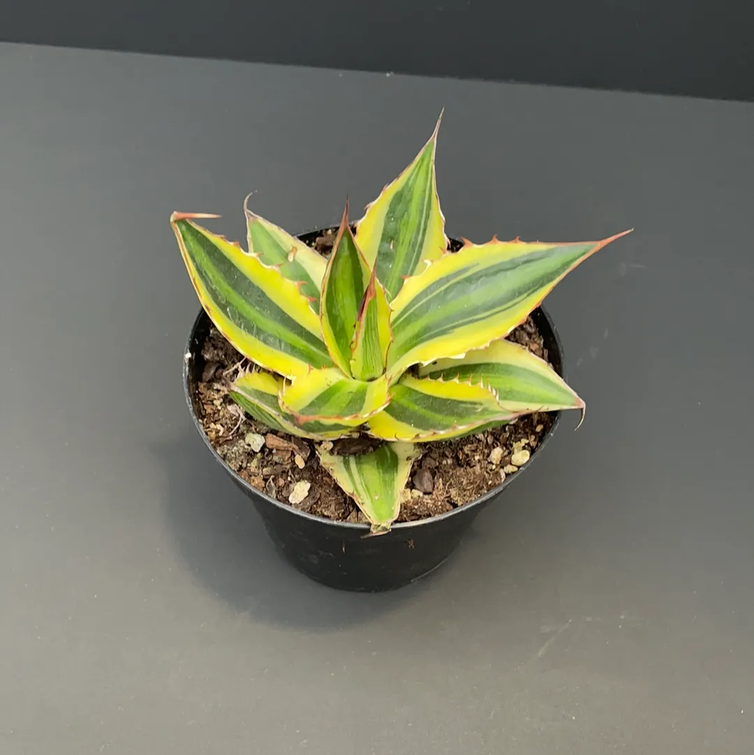 4" agave quadricolor