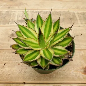 4" agave quadricolor