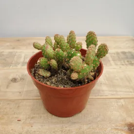 4" opuntia asst