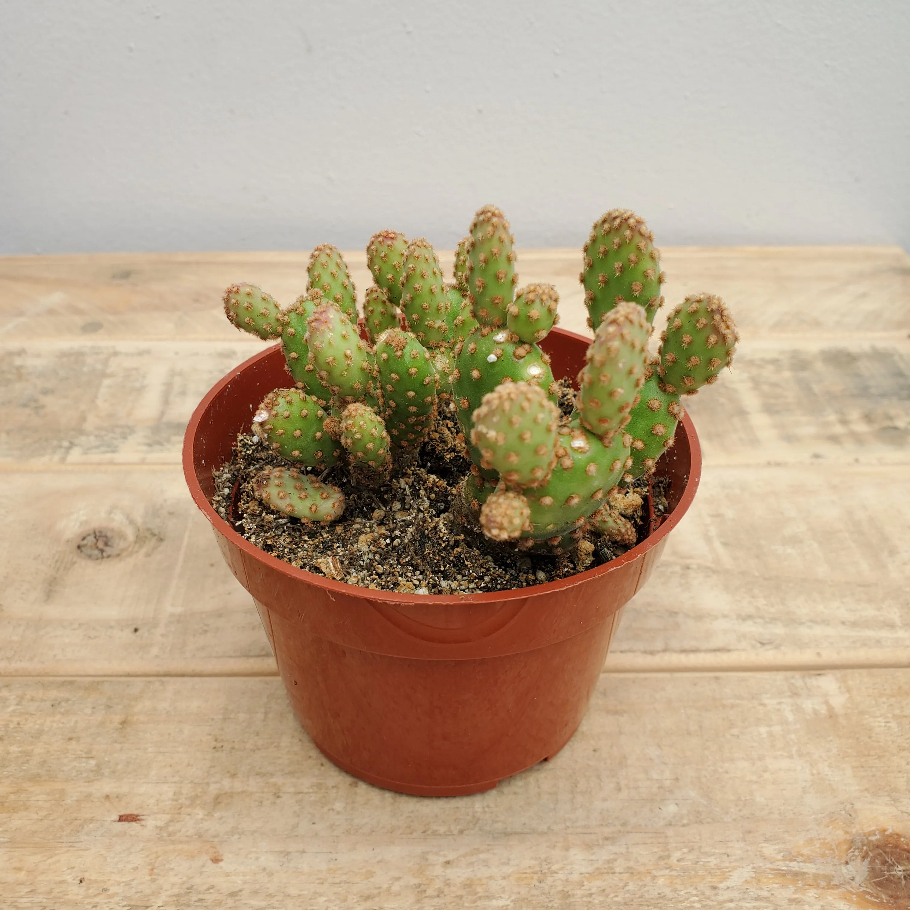 4" opuntia asst