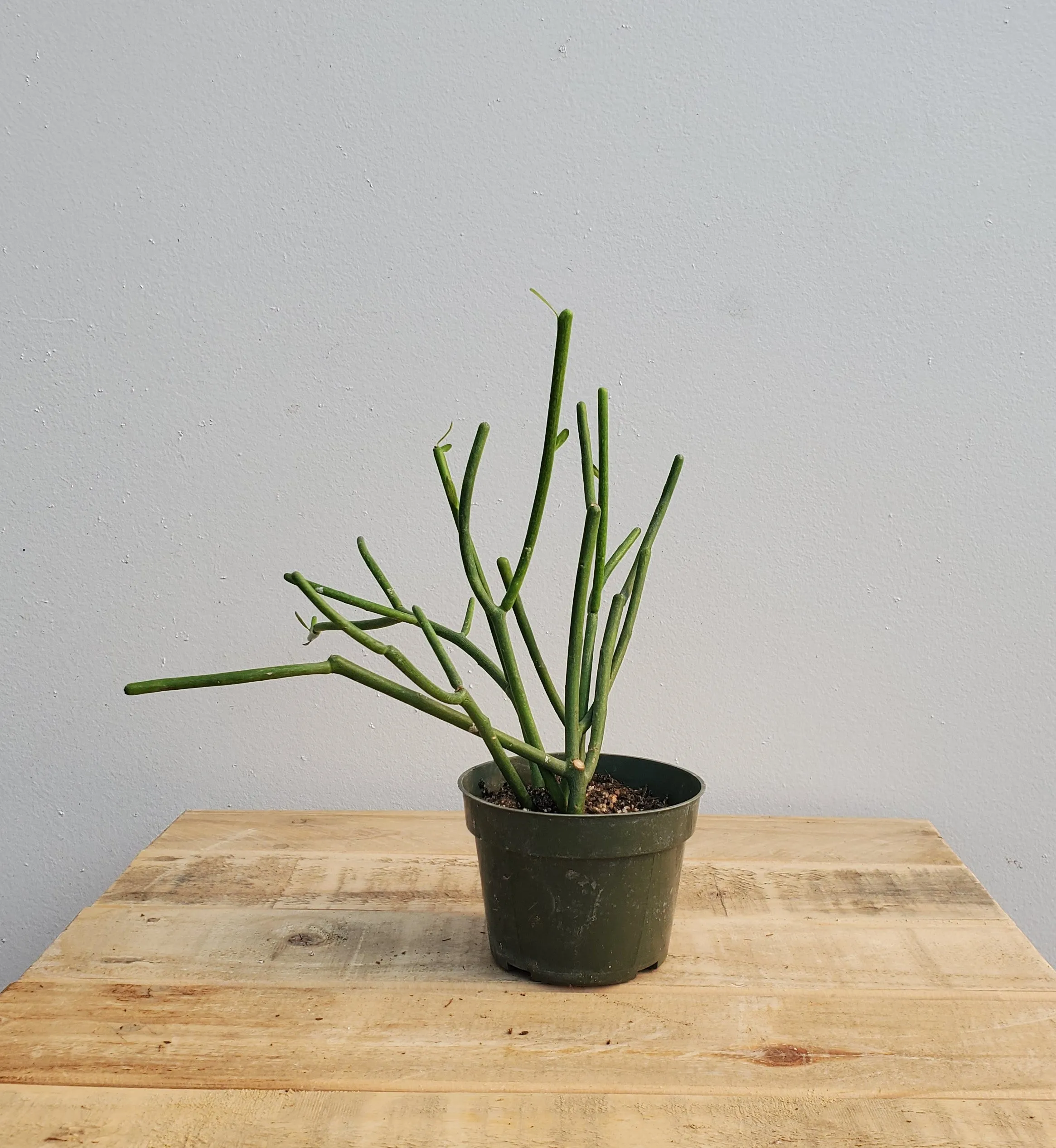 4" pencil cactus