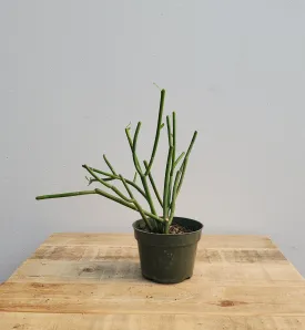 4" pencil cactus