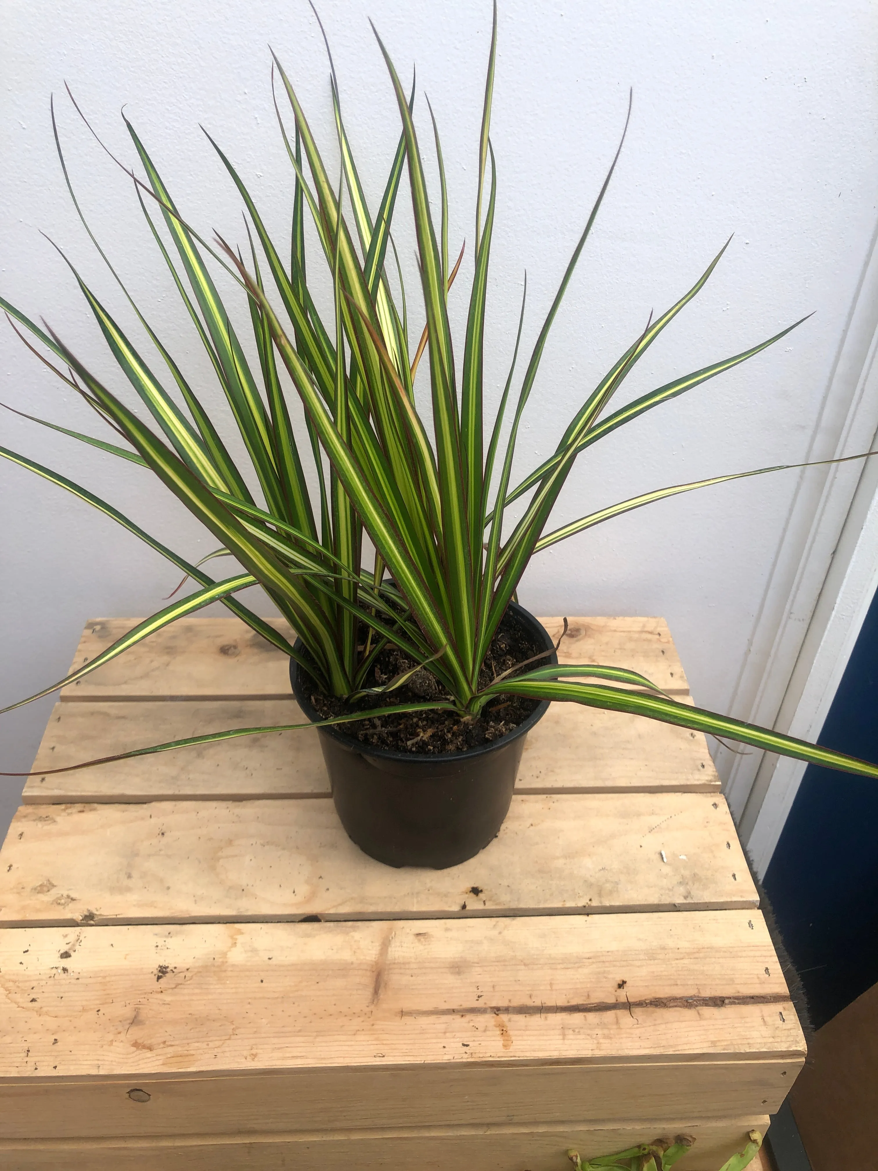 6" dracaena marginata kiwi