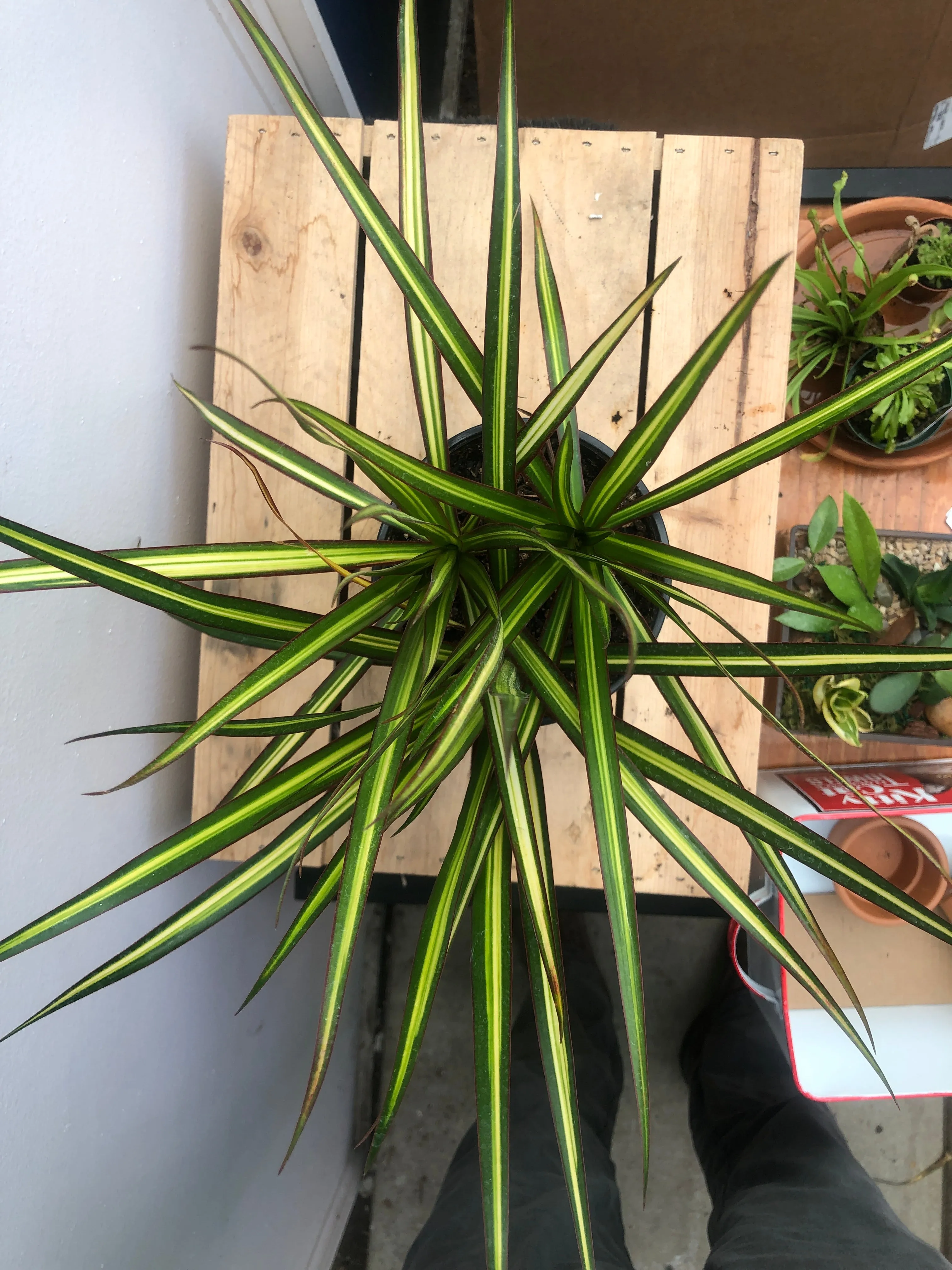 6" dracaena marginata kiwi