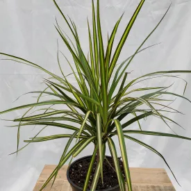 6" dracaena marginata kiwi