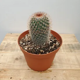 6" mammillaria spinosissima