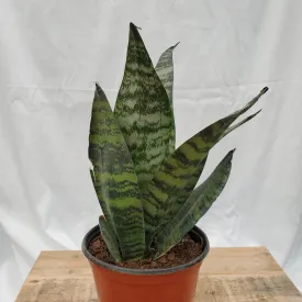 6" sansevieria robusta