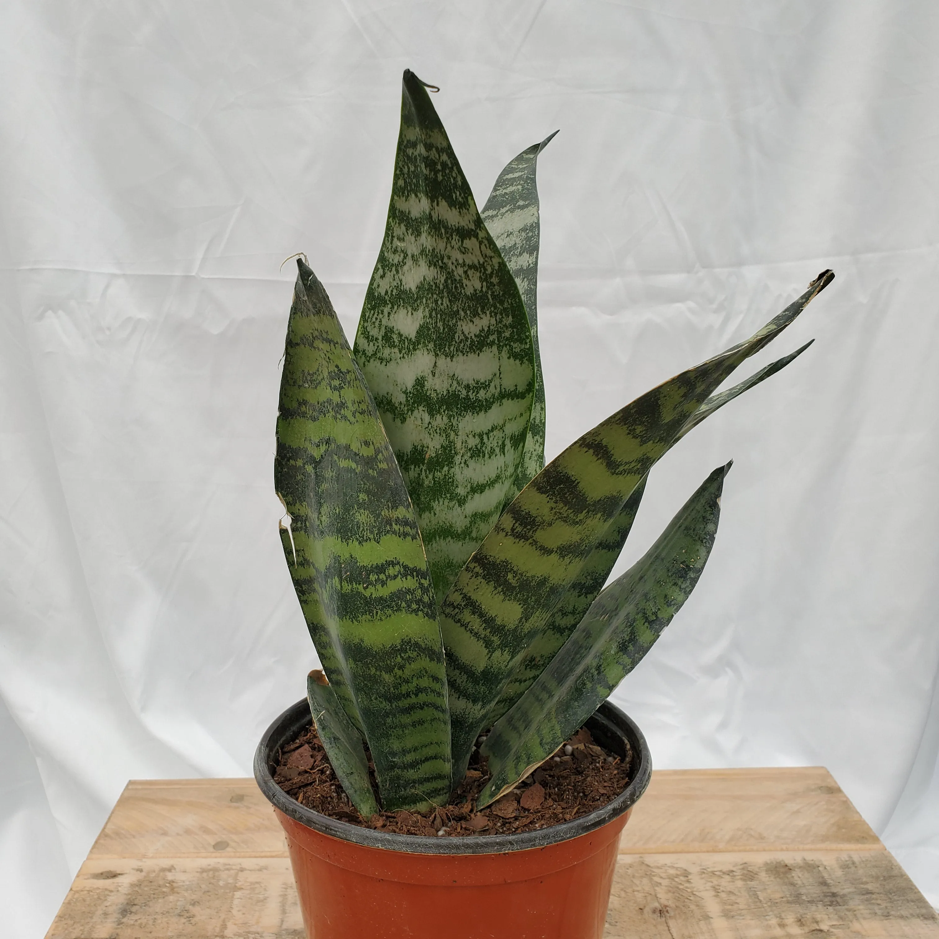 6" sansevieria robusta